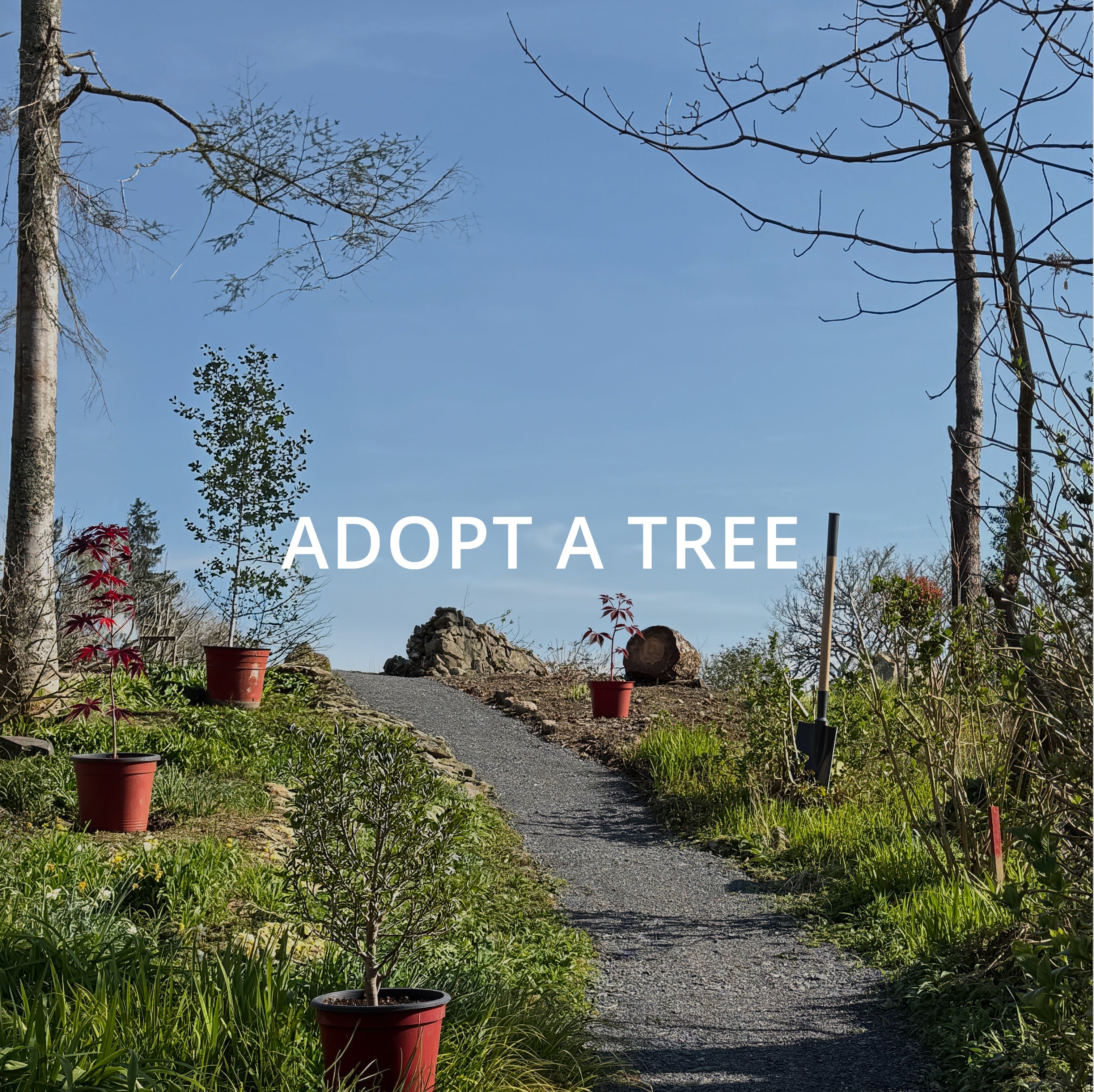 The Cashel House & Gardens Tree Restoration Project