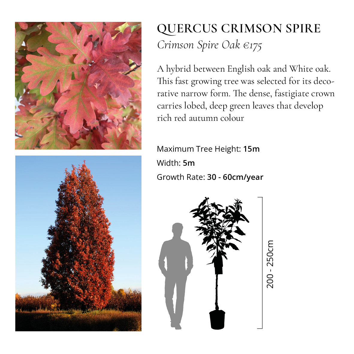 The Ornamental Collection