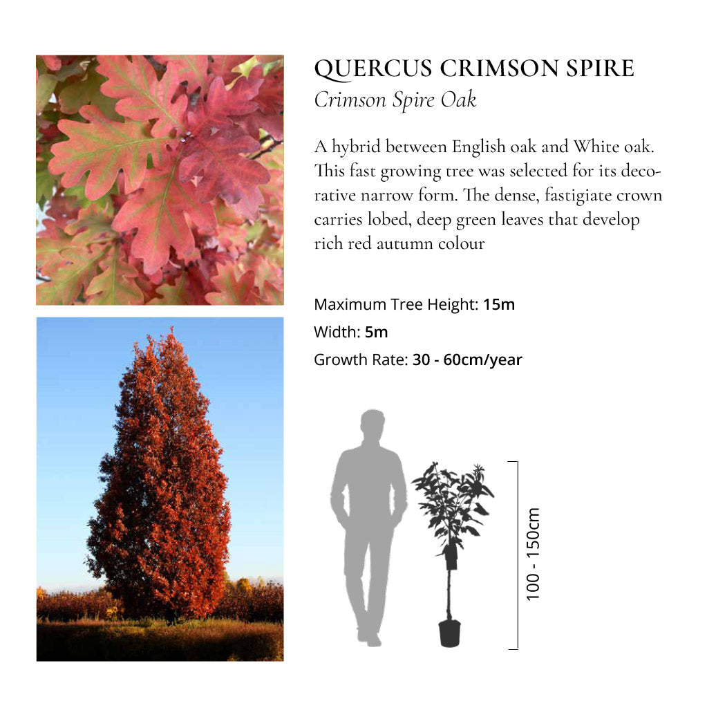 The Ornamental Collection
