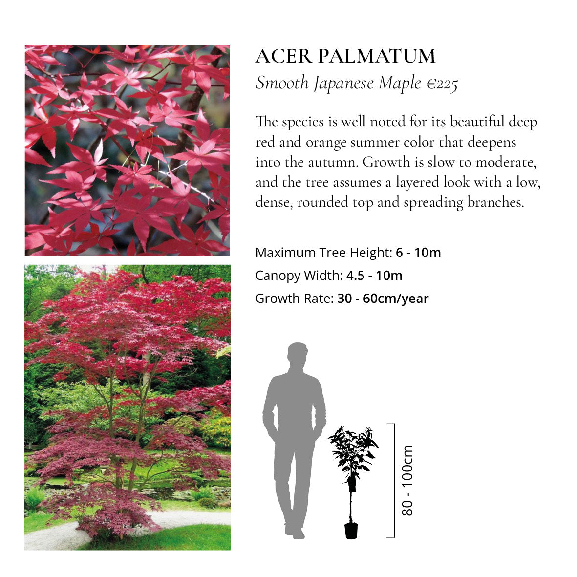The Ornamental Collection