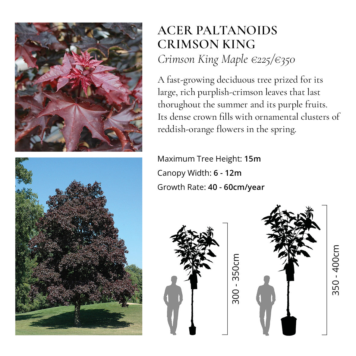 The Ornamental Collection