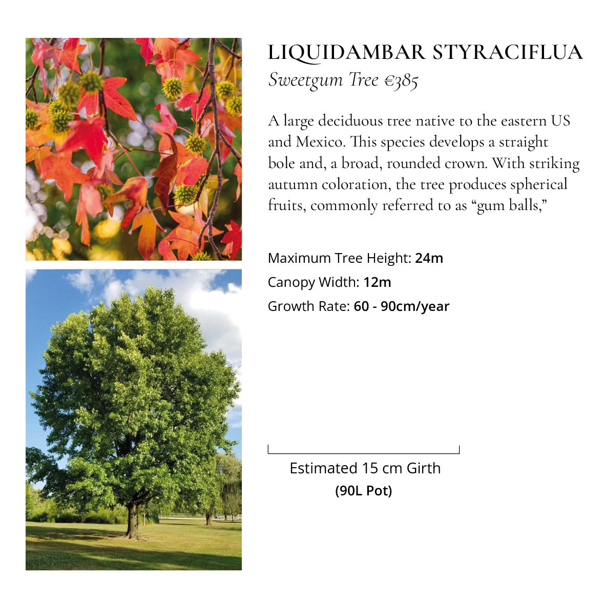 The Ornamental Collection
