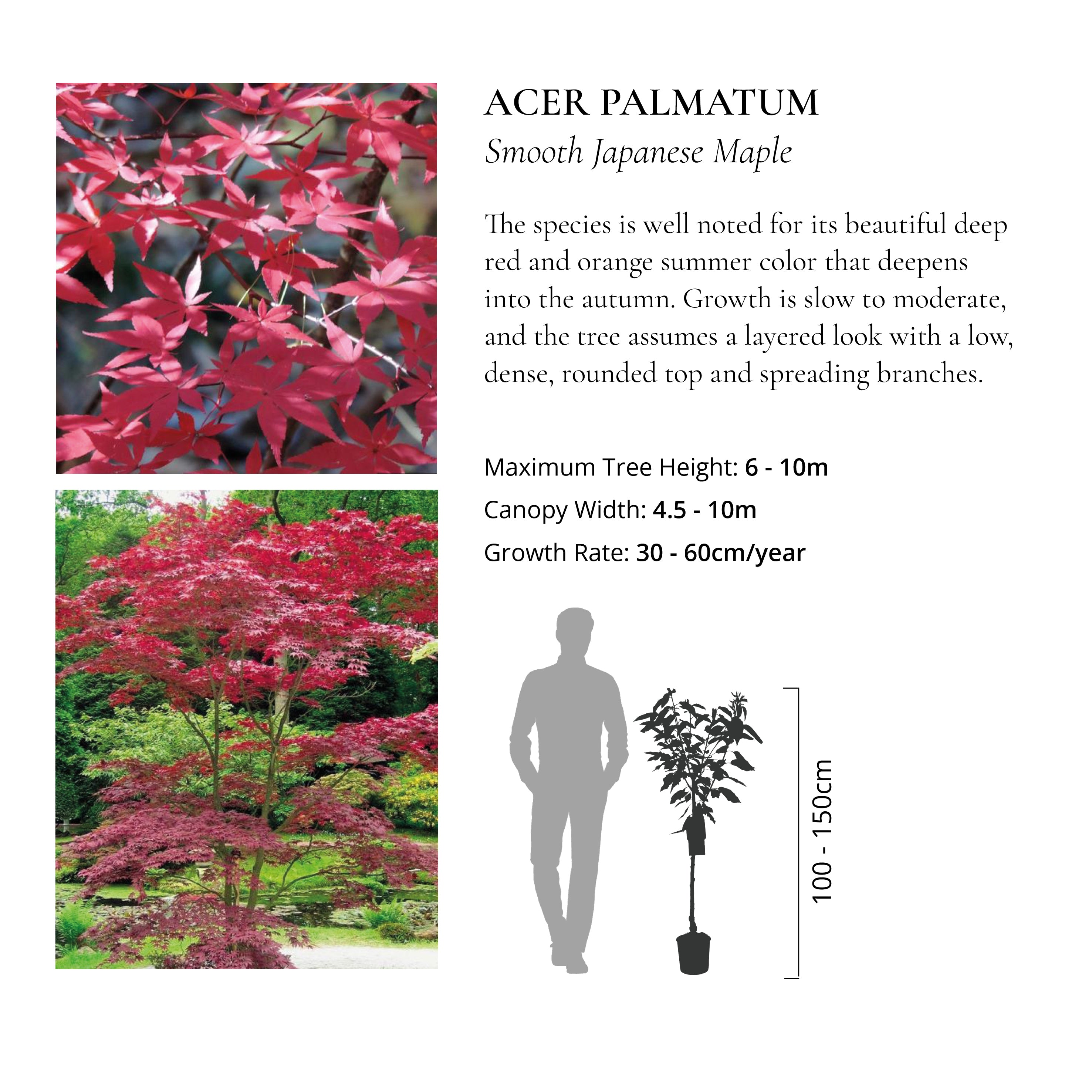 The Ornamental Collection