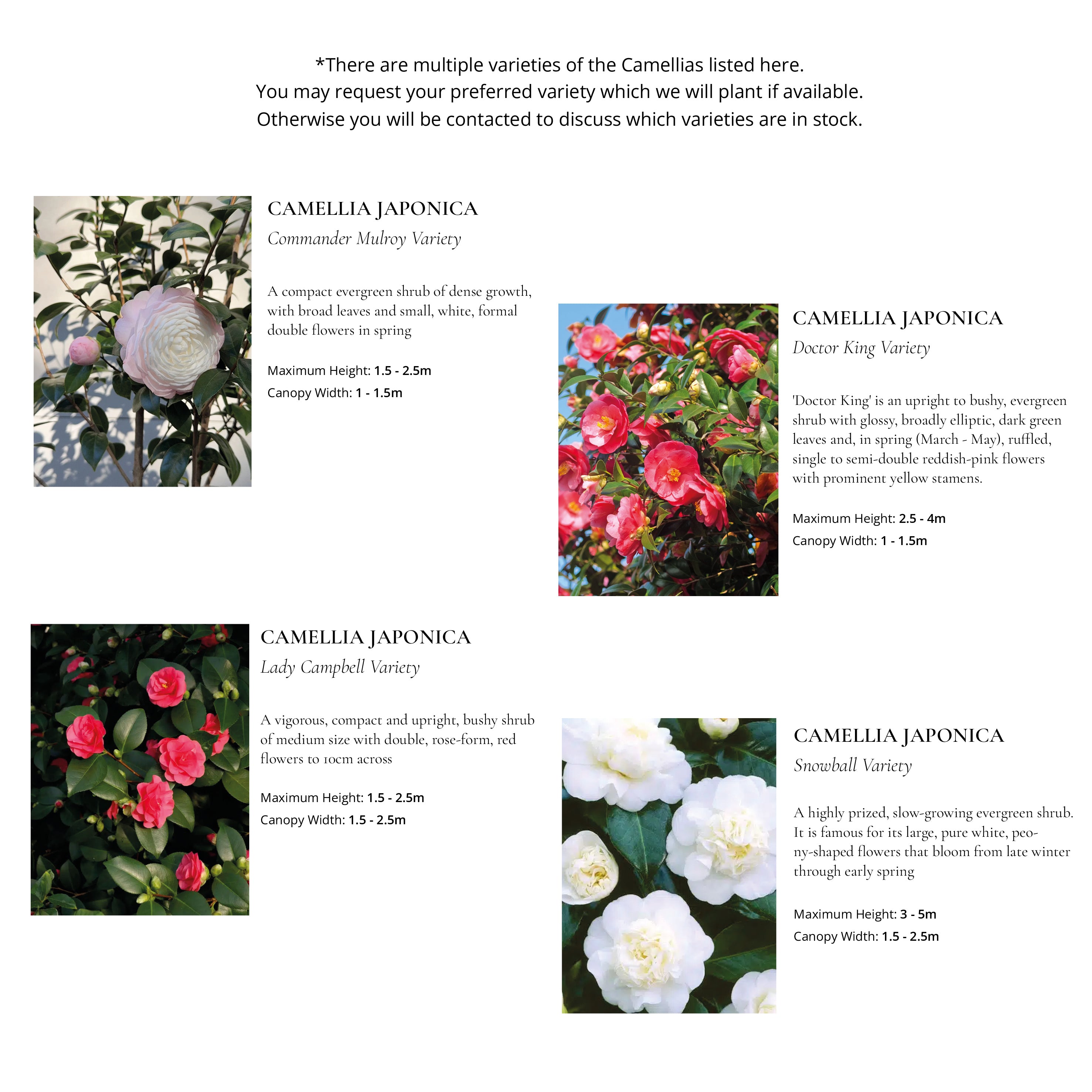 The Ornamental Collection