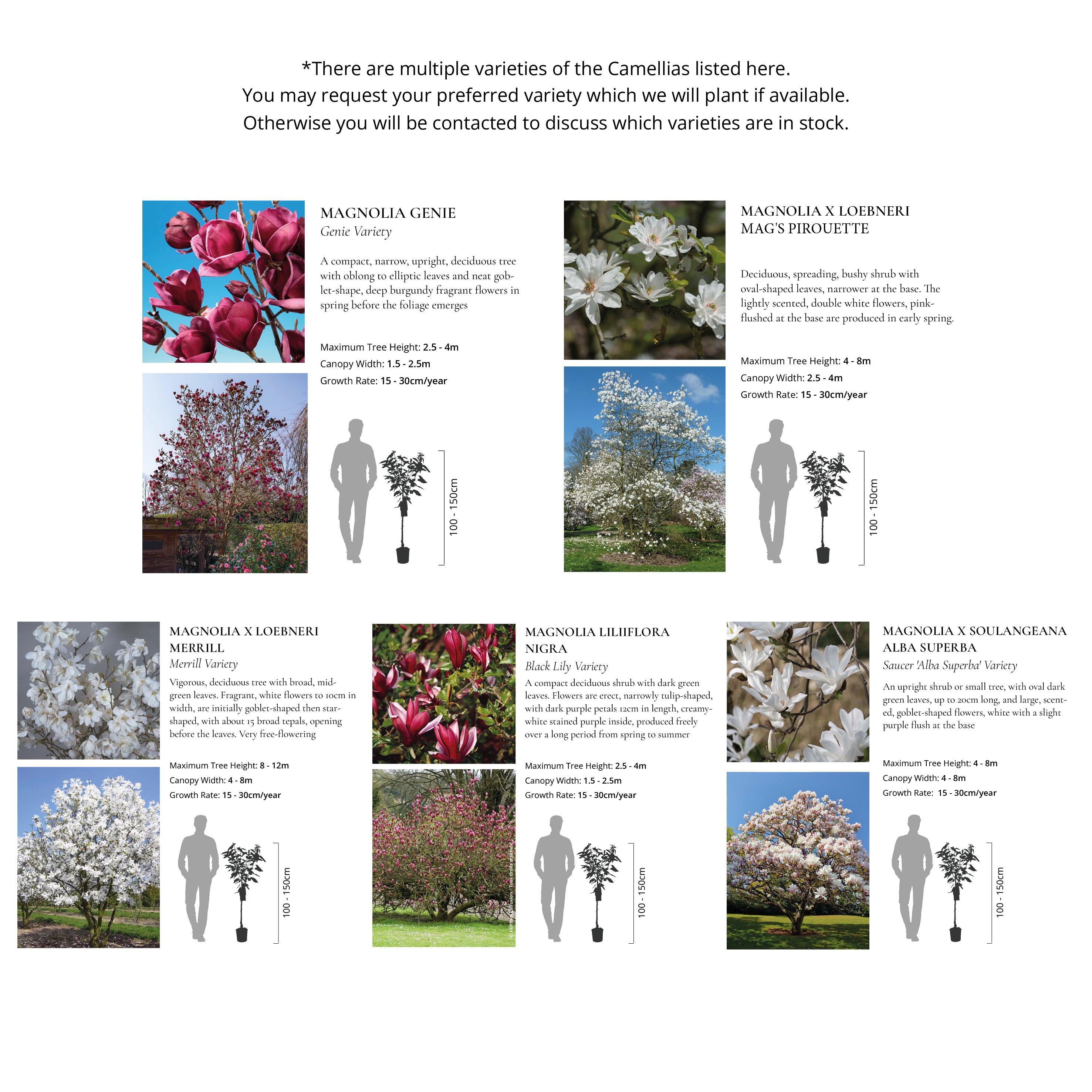 The Ornamental Collection